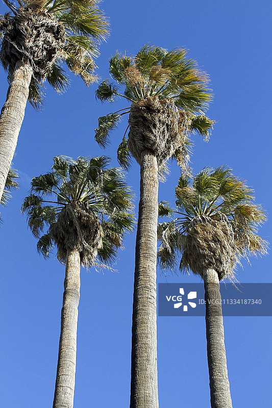 蓝天背景下的沙漠蒲葵树图片素材