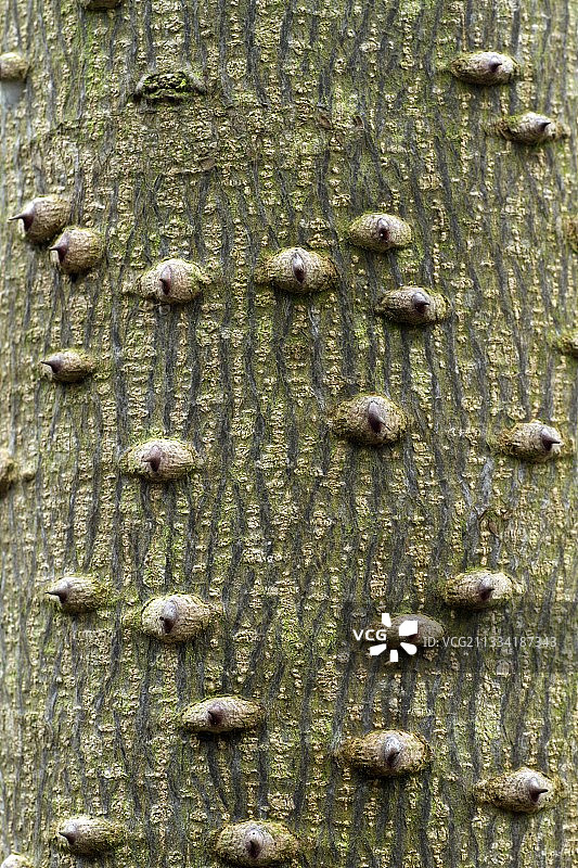 枫香树胡椒的带刺树皮图片素材