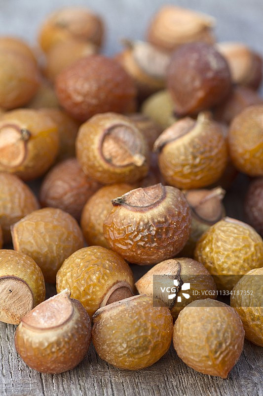 无患子图片素材