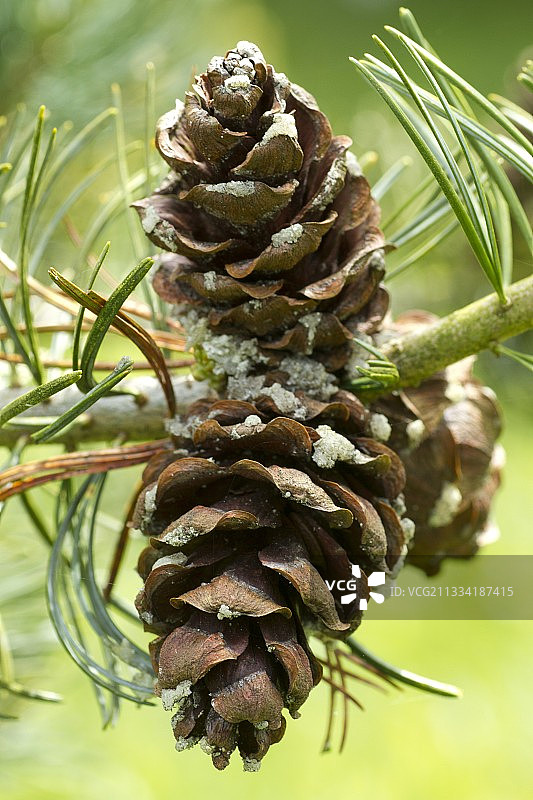 日本白松（小花五针松）的球果图片素材