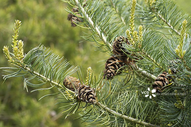 日本白松（小花五针松）的球果图片素材