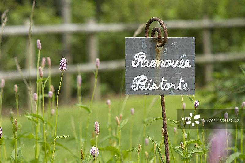 沙托德拉罗什雅居花园中的蓼（虎杖）图片素材