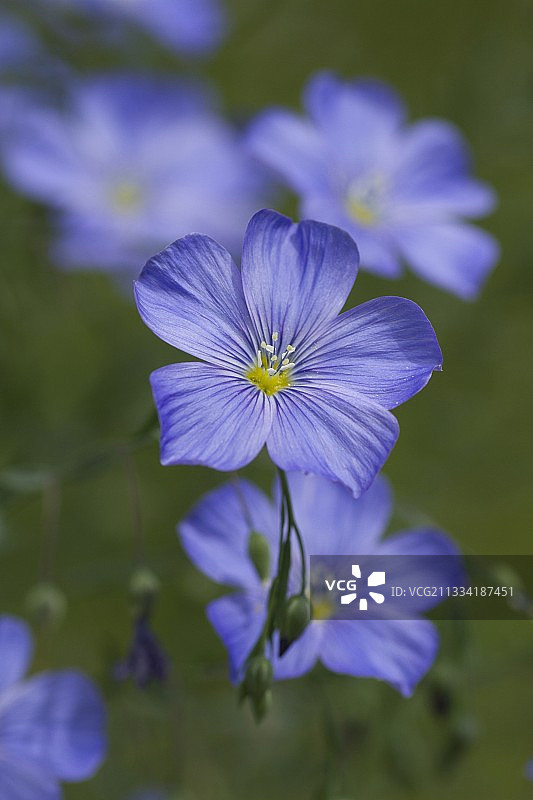 多年生亚麻花图片素材