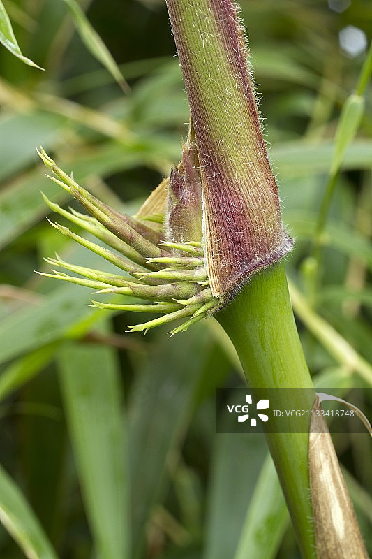 瓦尔迪维亚芒草嫩芽图片素材