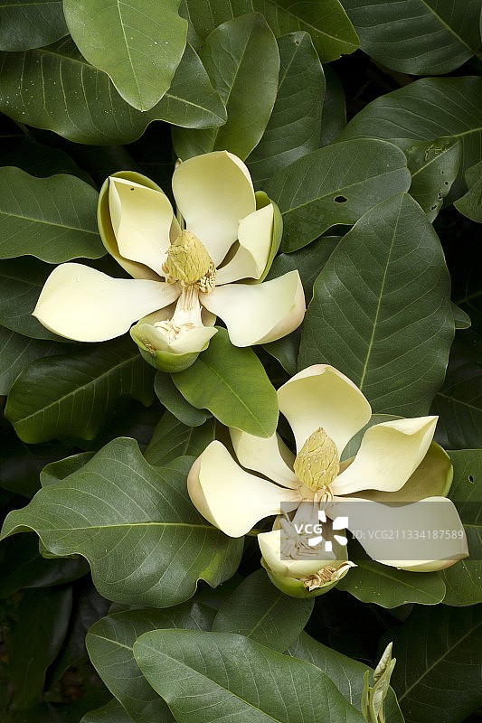 德拉韦玉兰花图片素材