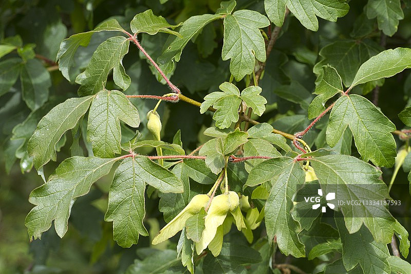 糙皮枫的翅果和叶子图片素材