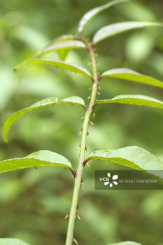 花椒树带刺的茎和叶图片素材