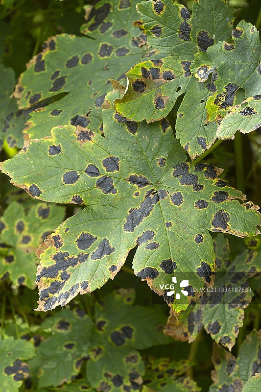 花园里枫树叶上的焦油斑点图片素材