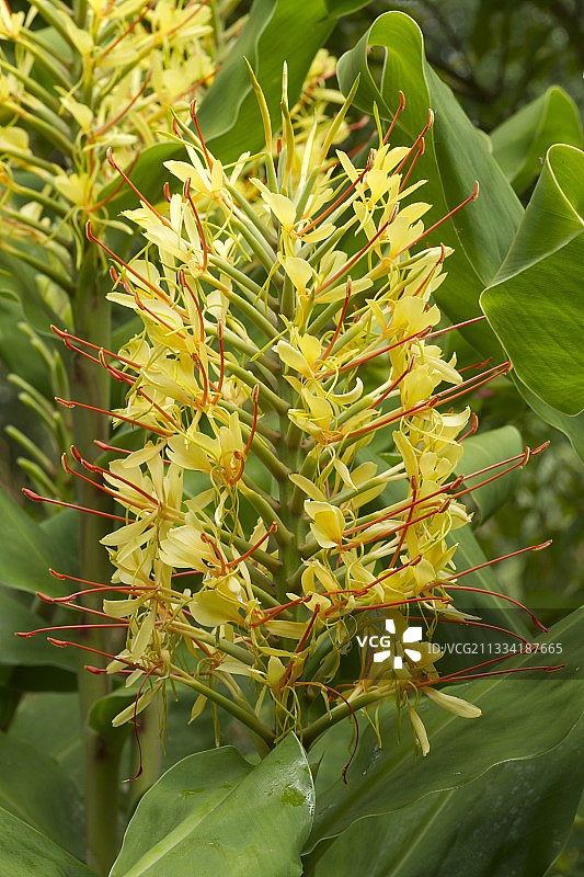 长势茂盛的姜花图片素材