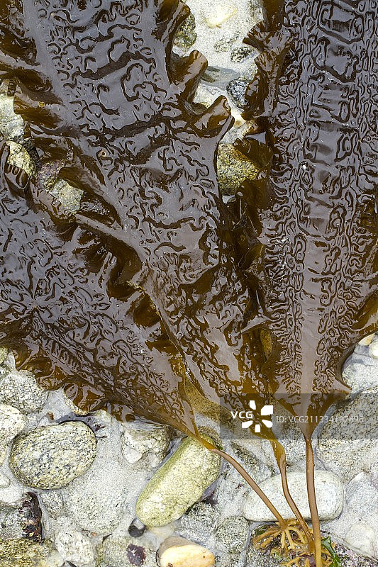 甜海带图片素材