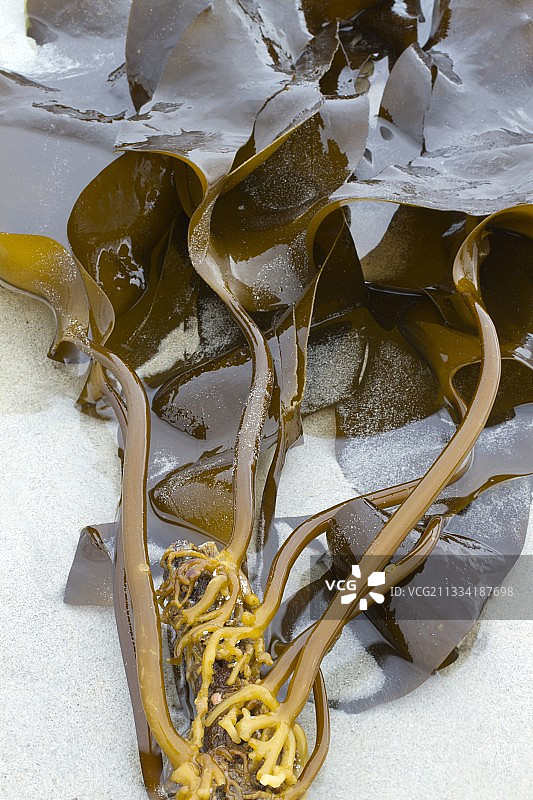 海带，法国菲尼斯泰尔省朗波尔-普卢达尔梅佐图片素材