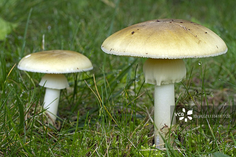 毒鹅膏菌图片素材