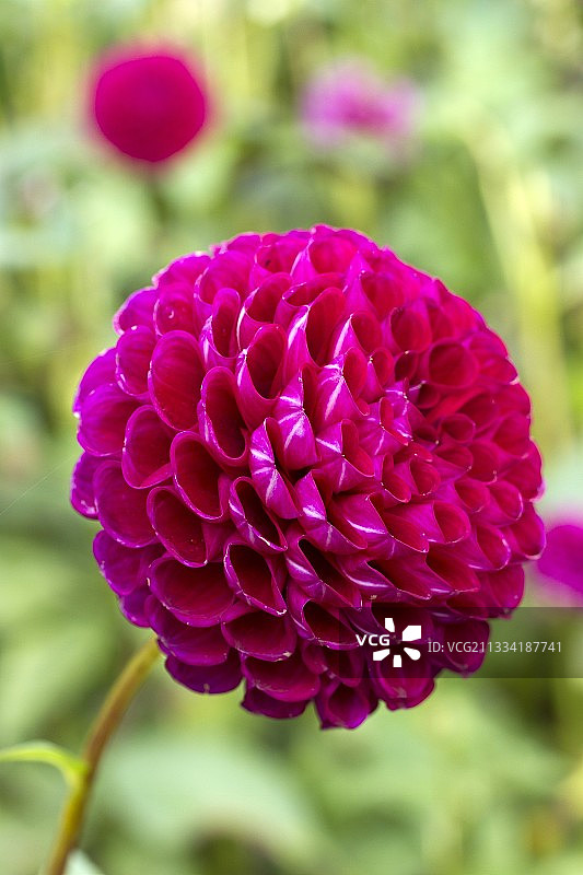 花园中盛开的‘奥赛罗’大丽花图片素材