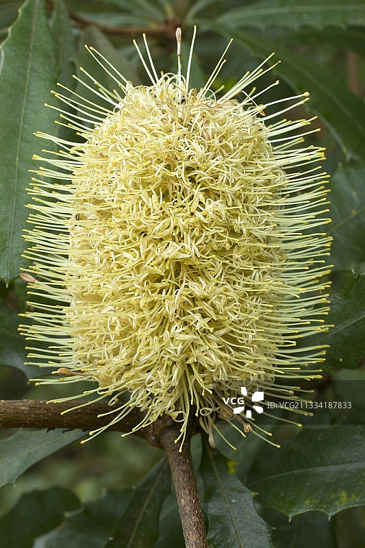 老头班克木（锯叶班克木）花朵图片素材