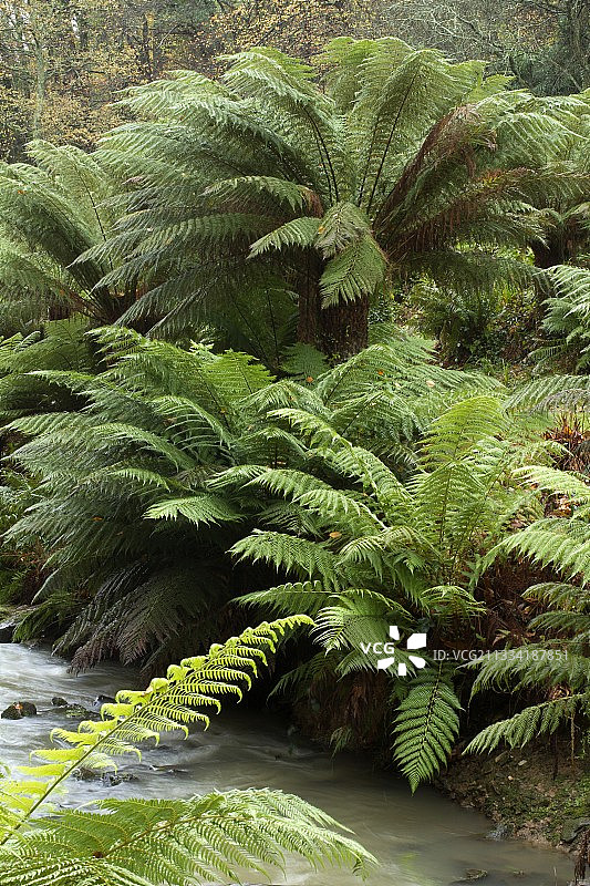 南极软树蕨，布雷斯特植物温室，法国图片素材