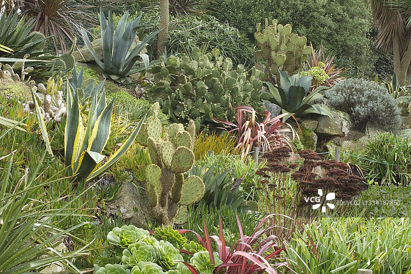 龙舌兰、莲花掌、亚麻、仙人掌、芦荟：磨坊公共花园岩石植物图片素材