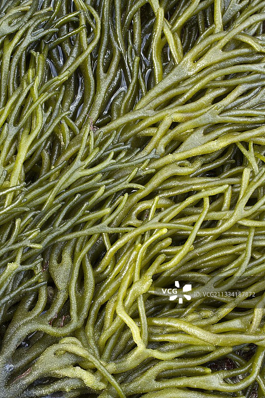 寇第尤姆绿藻，法国菲尼斯泰尔省罗斯科夫图片素材