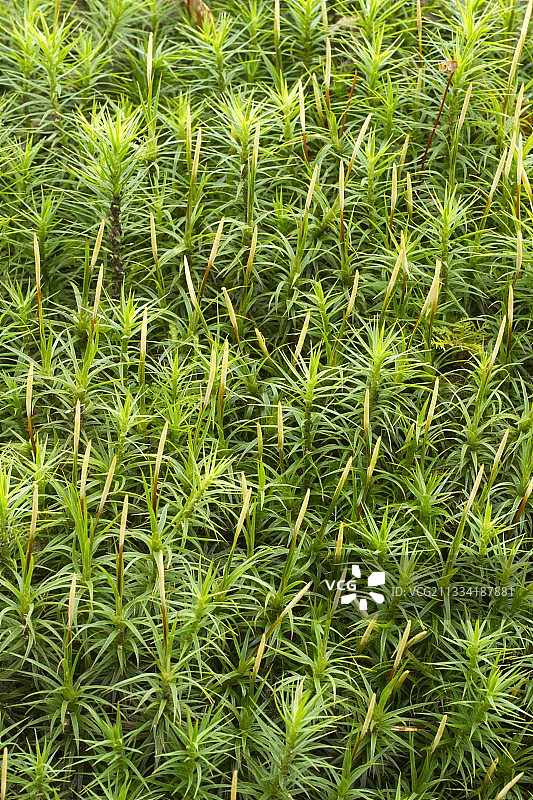 美丽发藓（Polytrichum formosum）法国布列塔尼拍摄图片素材