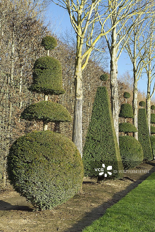 凡尔赛宫公园黄杨木造型图片素材