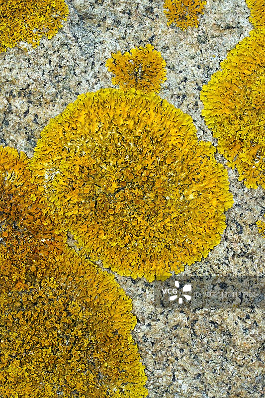 海生黄衣，法国布列塔尼图片素材