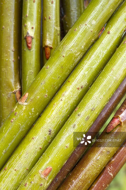 编织的藤条（杞柳）图片素材