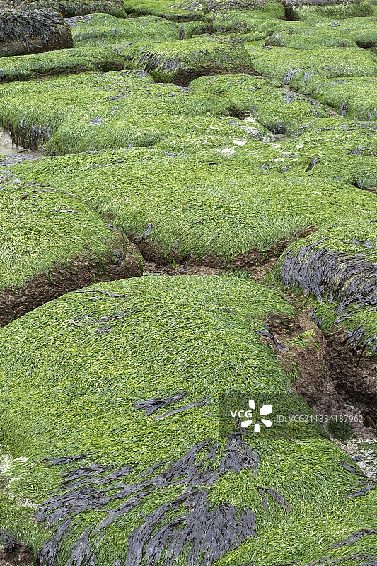 法国布列塔尼Plougonvelin的石莼和红藻覆盖的岩石图片素材