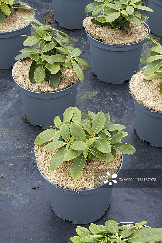 椰糠盆栽杜鹃花图片素材