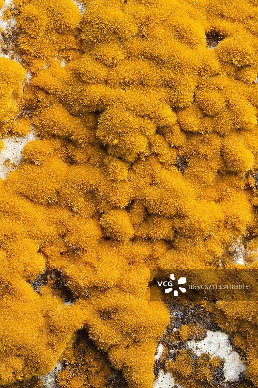 橙色藻类图片素材