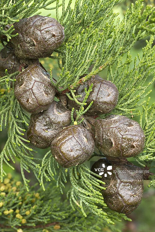蒙特雷柏树（Cupressus macrocarpa）的球果图片素材