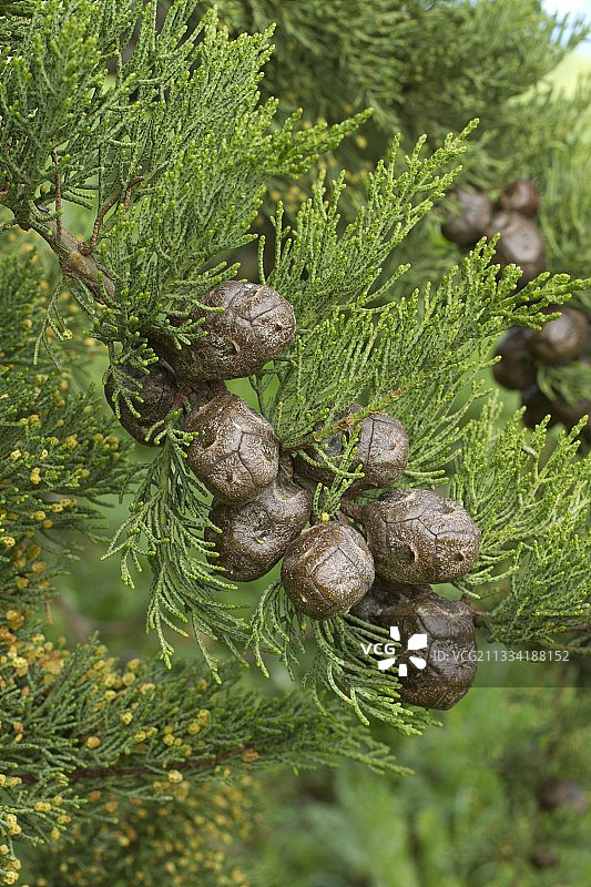蒙特雷柏树（Cupressus macrocarpa）的球果图片素材