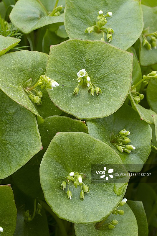 花园中盛开的冬季马齿苋图片素材