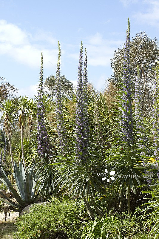 法国罗斯科夫异域花园中的龙舌兰、丝兰和蓝蓟图片素材