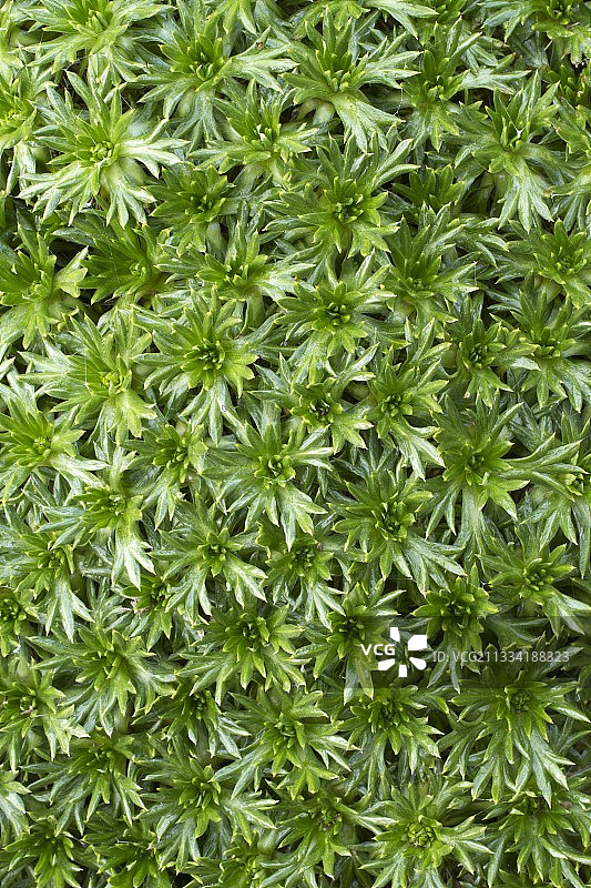 伞形花科植物图片素材