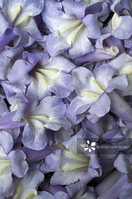 泡桐落花图片素材