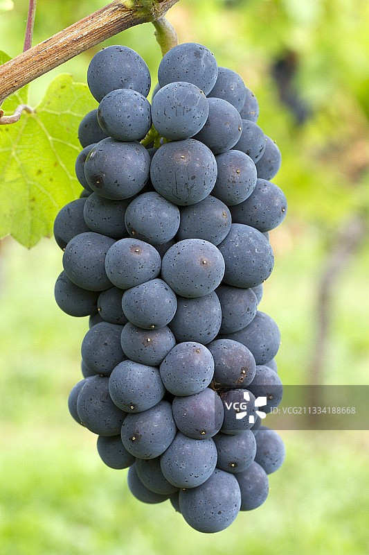 黑皮诺葡萄 - 法国阿尔萨斯下莱茵省奥贝奈图片素材