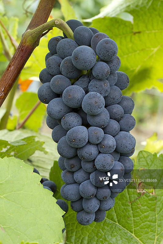 黑皮诺葡萄 - 法国阿尔萨斯下莱茵省奥贝奈图片素材