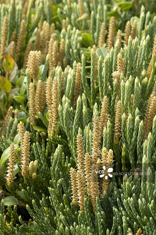 Ollgaard石杉兰图片素材