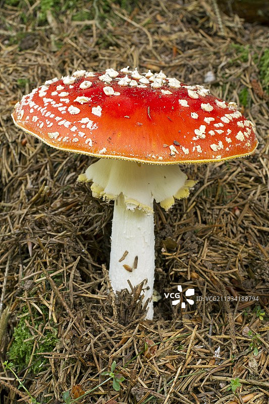 毒蝇伞图片素材