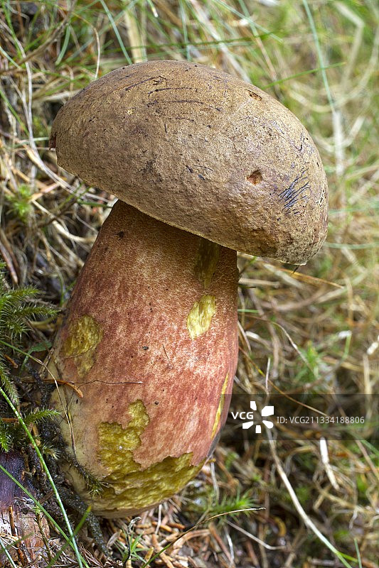 红脚牛肝菌图片素材