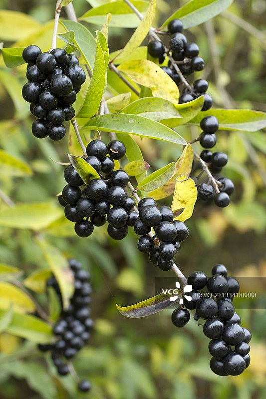 普通女贞(女贞)浆果图片素材