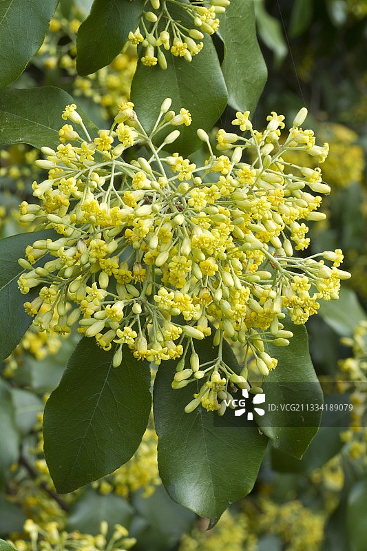 海桐花图片素材