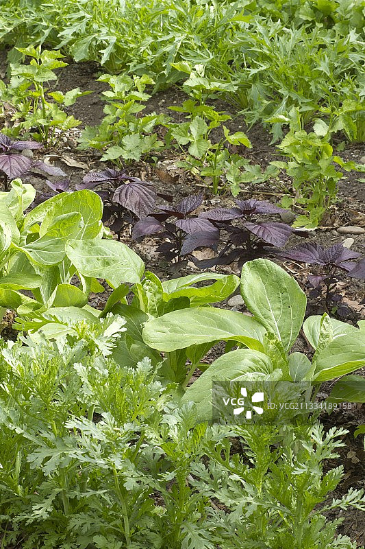 日式蔬菜园：三叶芹、水菜和南京白菜图片素材