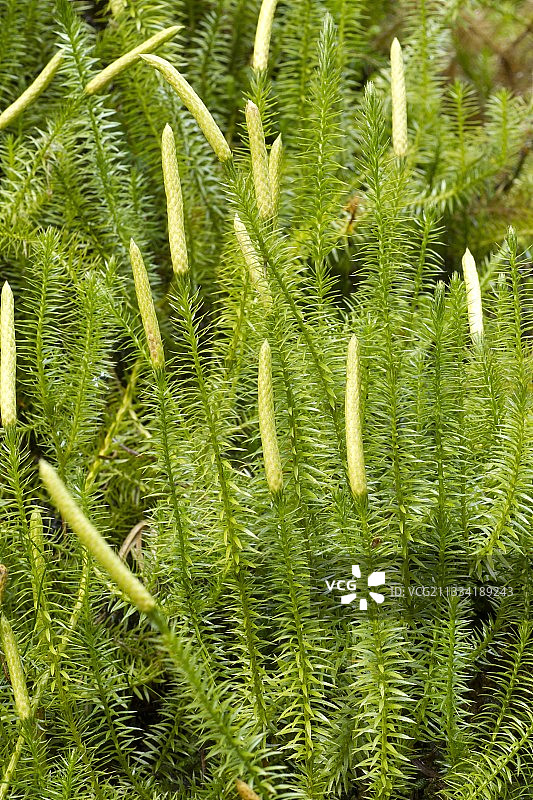 妈妈涂防晒霜时男孩做鬼脸图片素材