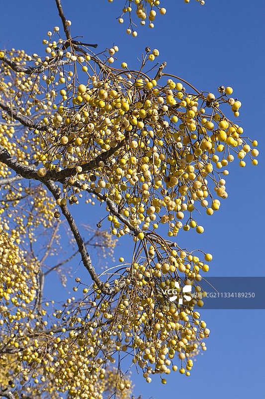 苦楝果实图片素材