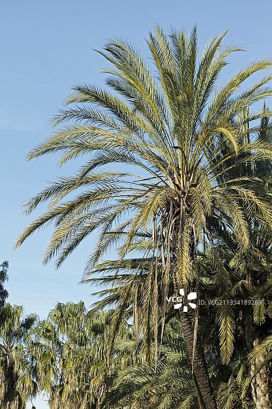 枣椰树图片素材