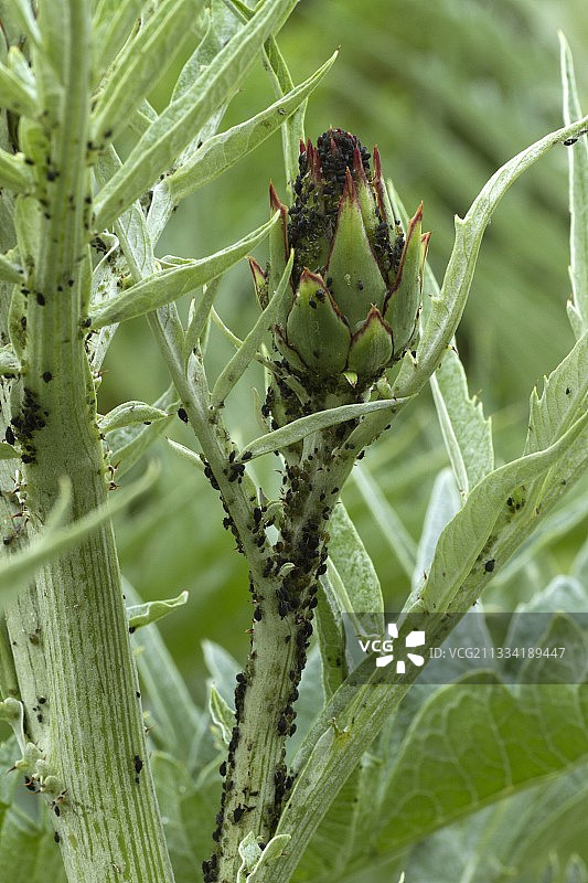 朝鲜蓟上的黑色蚜虫图片素材