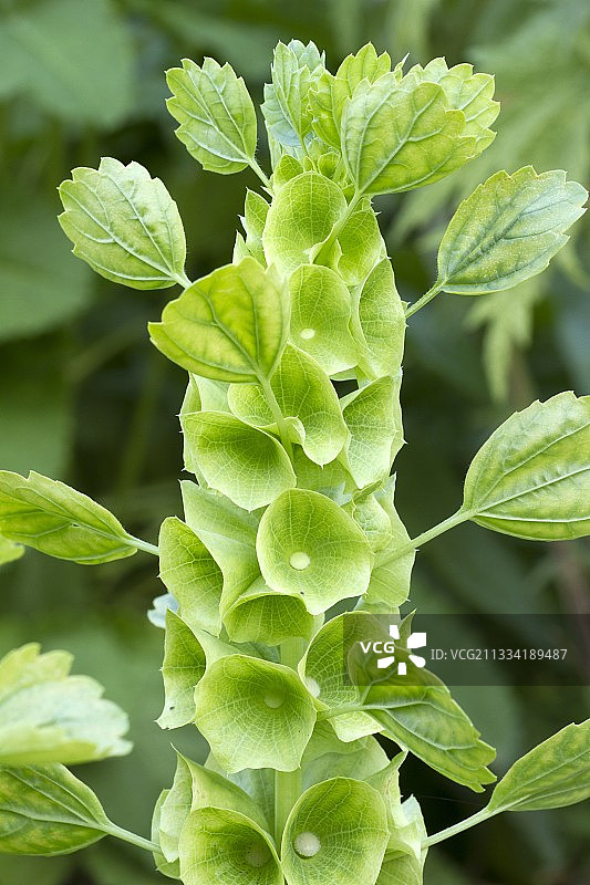 贝壳花图片素材