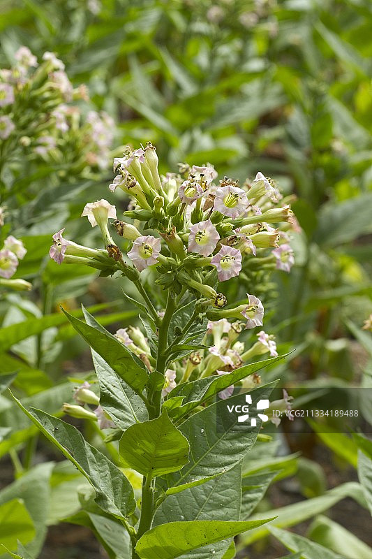 开花的烟草图片素材