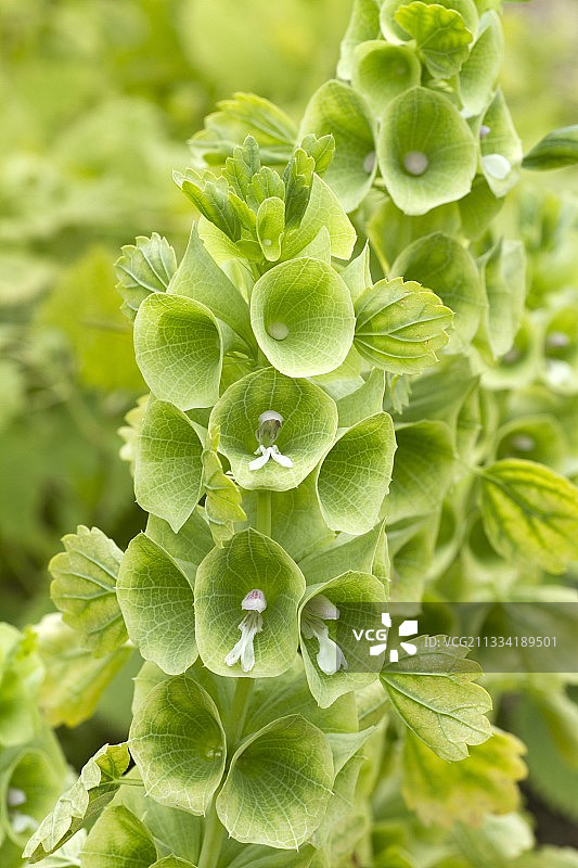 贝壳花图片素材