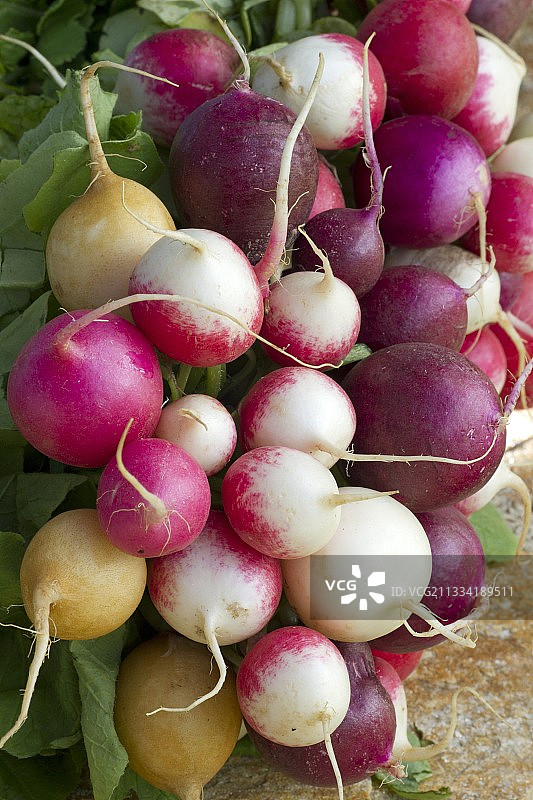 萝卜 (Raphanus sativus) brundle图片素材